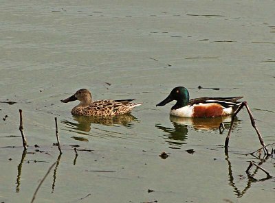 Northern Shoveler Pair