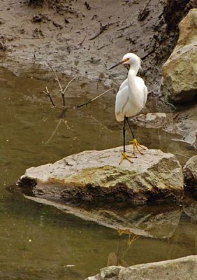 Snowy on a Rock