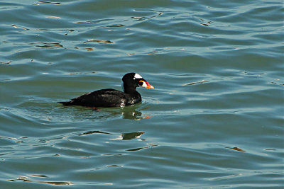 A Surf Scoter