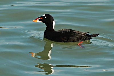 Surf Scoters