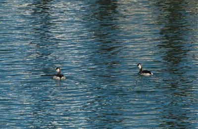 Grebes in the Light