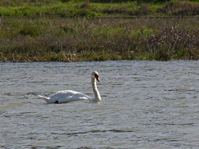 Wild Swan at Rush Creek