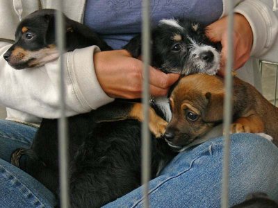 Three Puppies