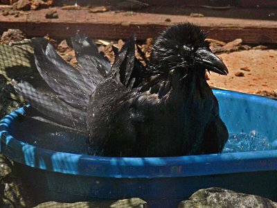 Raven Bath