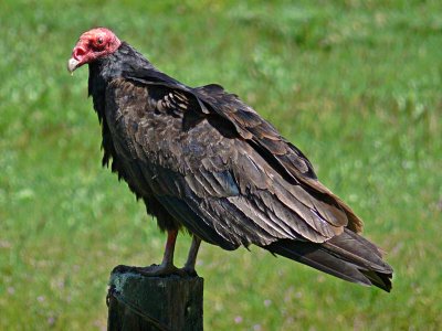 Turkey Vulture Up Close