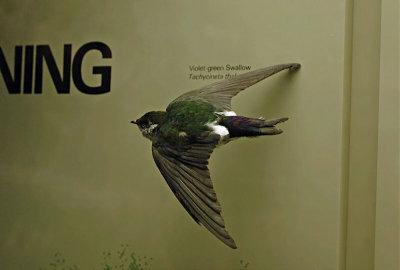 Violet-green Swallow