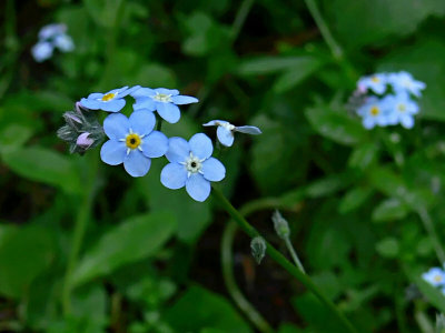 Forget-Me-Nots Up Close