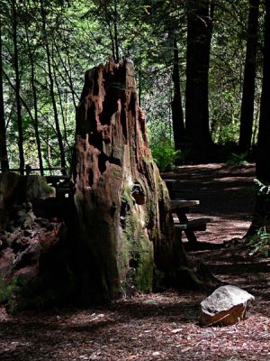 Tall Redwood Stump