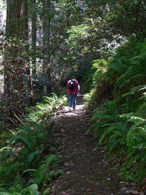 Pioneer Tree Trail