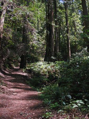 Path Among the Redwoods
