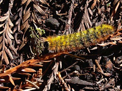 Prickly Yellow Caterpillar