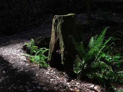 Sidelight on Redwood Stump