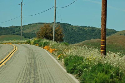 Poppies Along the Drive