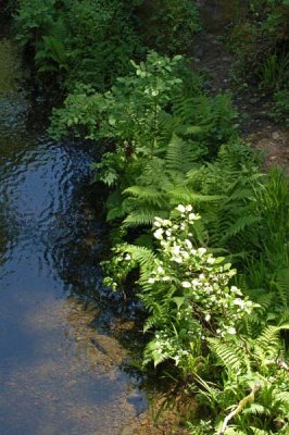 Ferns at Water's Edge