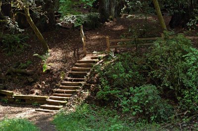 Forest Steps