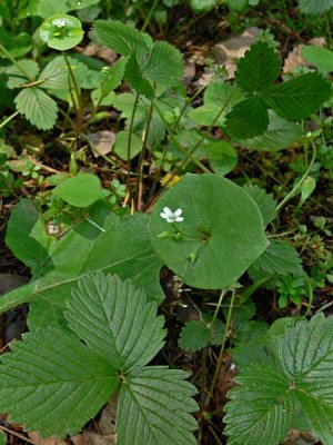 Miner's Lettuce