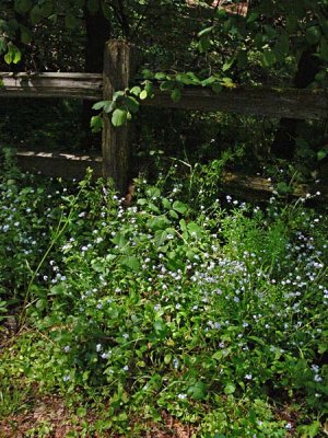 Fence of Forget-me-nots