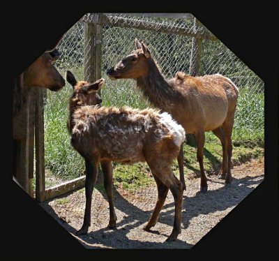 Elk Mom & Baby