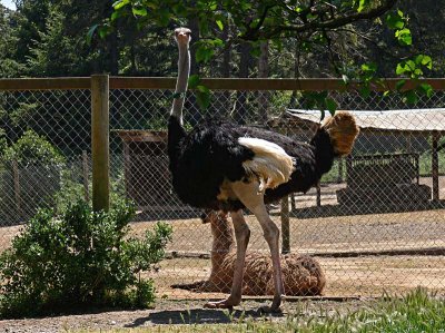 Huge Ostrich