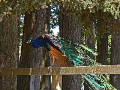 Peacock on a Fence