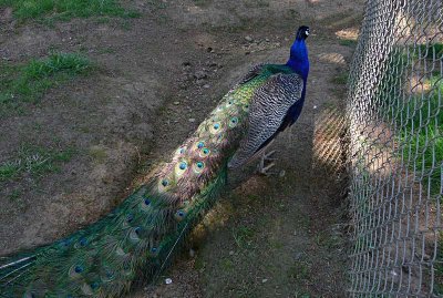 Peacock in the Light