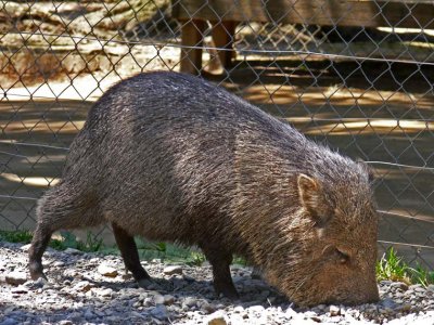 A Rooting Peccary