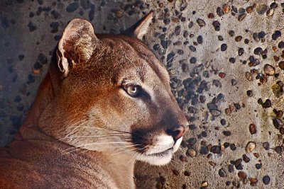 Cougar Profile