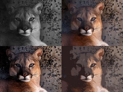 Cougar Collage