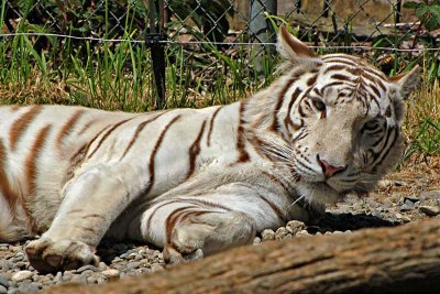 Rare & Endangered White Bengal