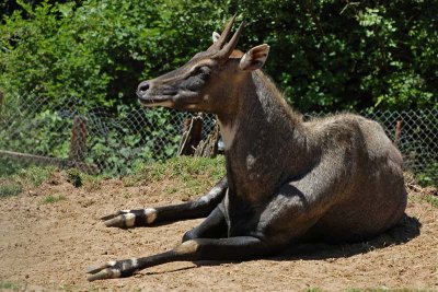 Largest Asian Antelope - Nilgai