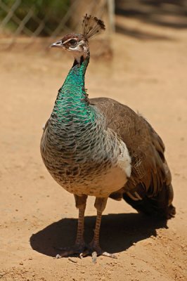 Just Peacocks - For Carol