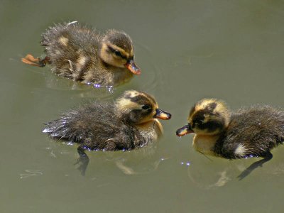 3 Ducklings