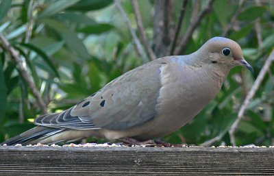 Mourning Dove