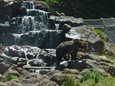 Bear at the Falls