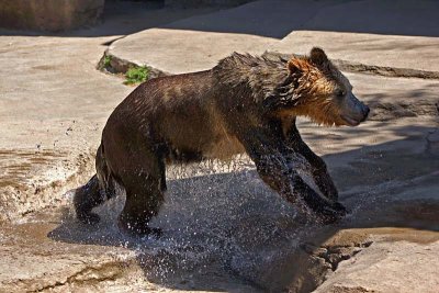 One Very Wet Bear