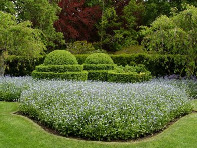 Carved Bushes