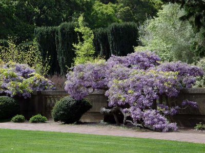 Gnarly Bush Blossoming