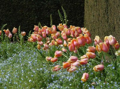 Leaning Tulips