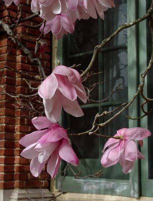 Magnolia Window