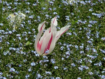 Pink & White Tulip