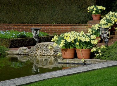 Pond & Daffodils