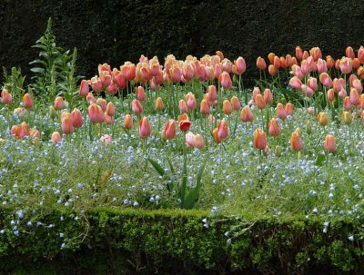 Tulip Hedge