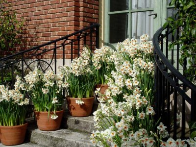 White Daffodil Steps
