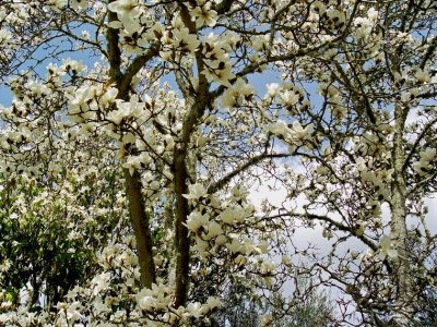 White Tree Blossoms