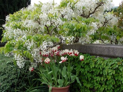 White Blossoms & Tulips