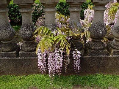 Wysteria & Cement Fence