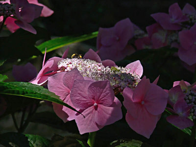 Hydrangea with Bee