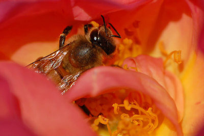 Bee In the Rose