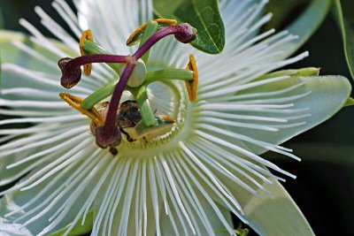 Passion Flower with Visitor