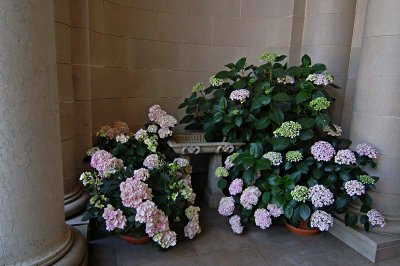 Hydrangea Entryway